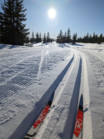Cross country skiing in fresh tracks. Morning sun.