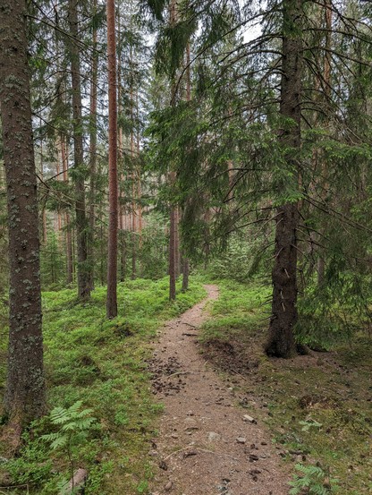 Trail in the forest 